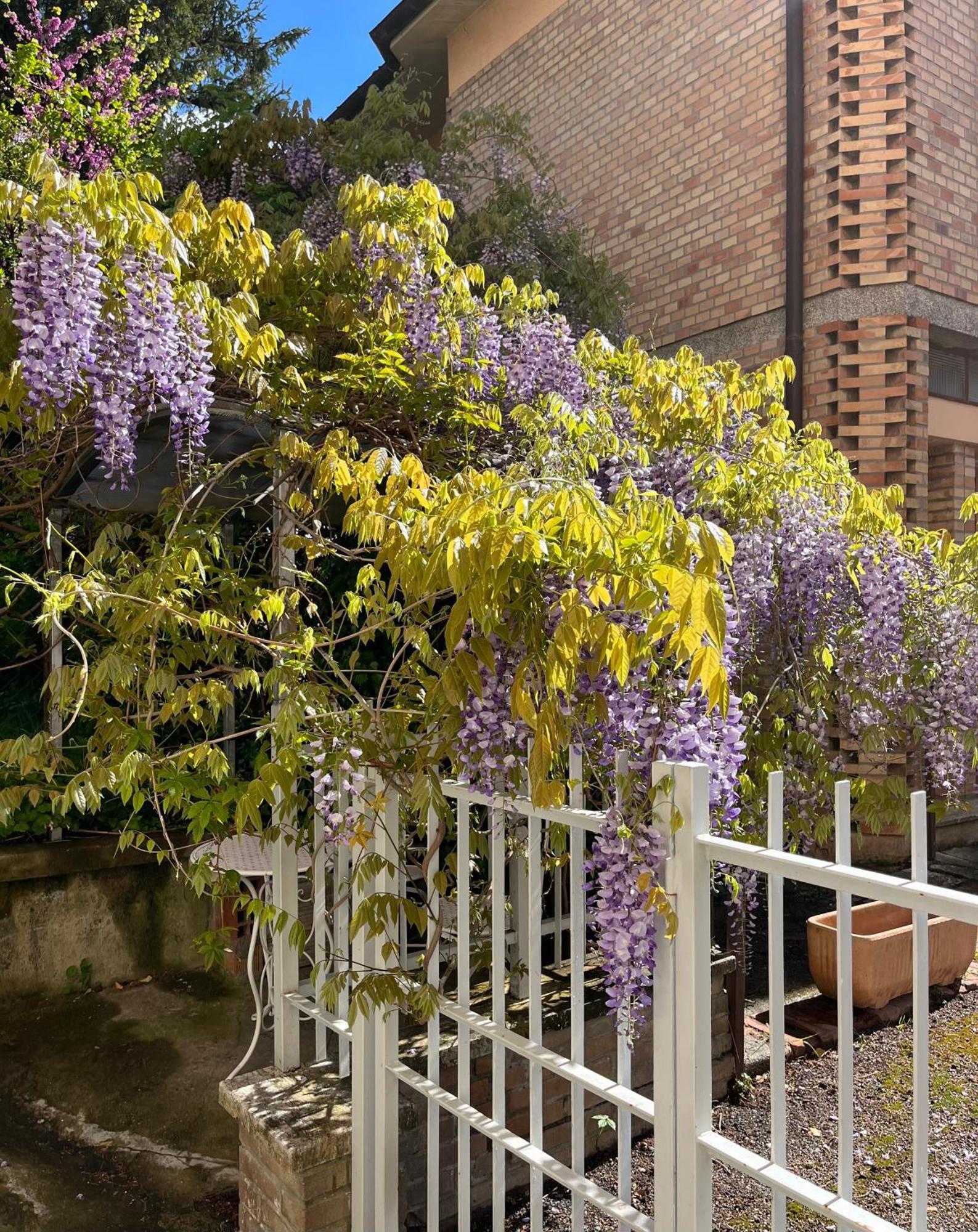 Villa Il Glicine - Monolocale A Due Passi Dal Centro à Urbino Extérieur photo